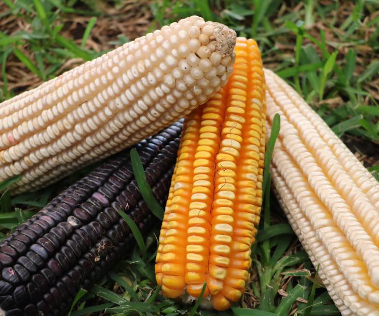 Pide a México consultar términos del T-MEC sobre maíz