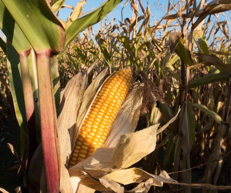México y EU, con 6 meses para resolver tema maíz transgénico
