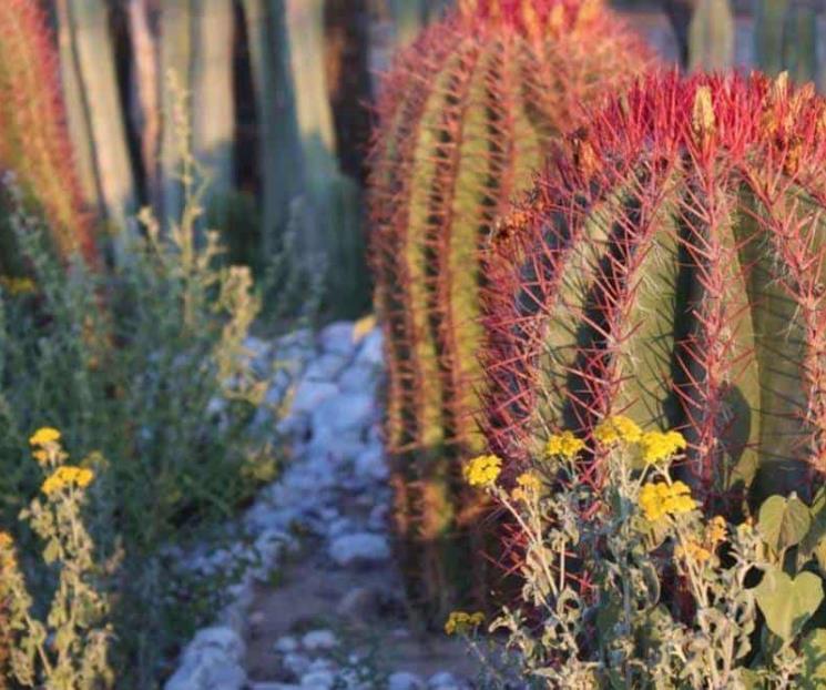 Cabuche, flor del desierto potosino