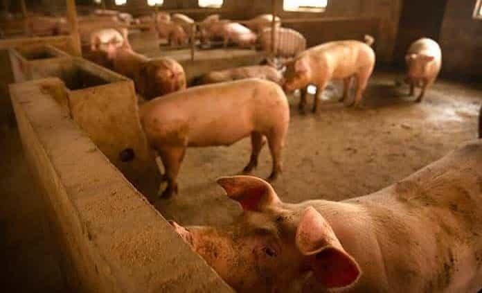 Consumidor paga hasta 4 veces más por un kilo de cerdo