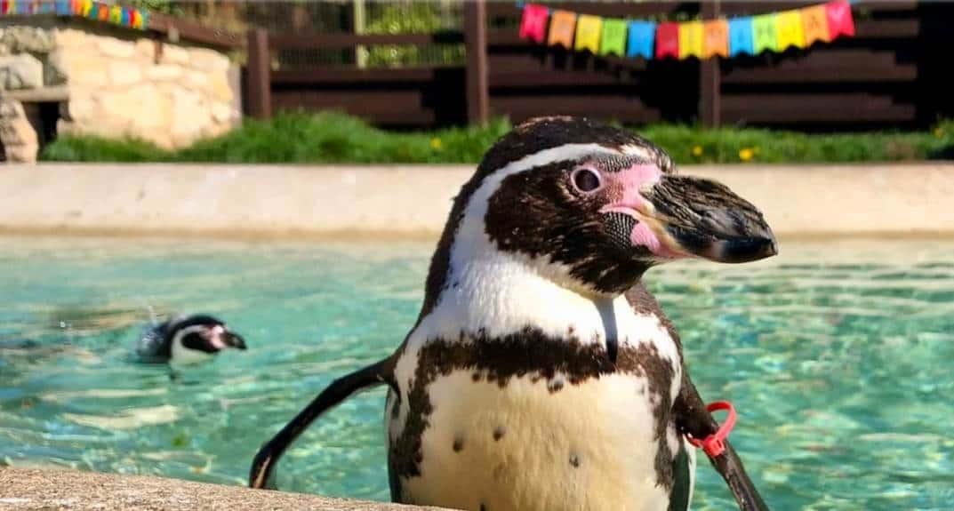 Muere Rosie, pingüino de Humboldt más longevo del mundo