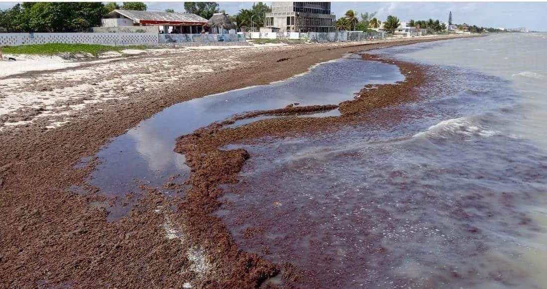 Playas de Yucatán se cubren de sargazo antes de Semana Santa
