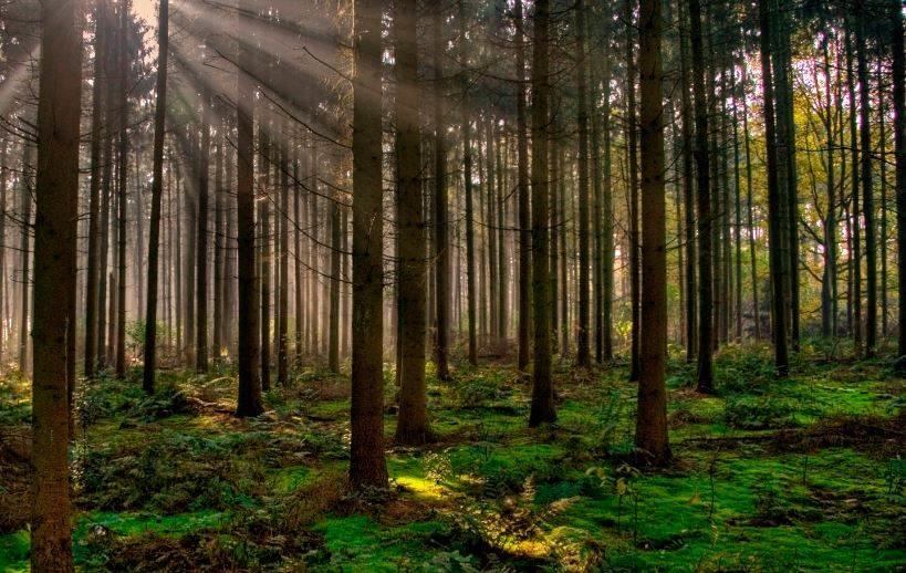 Resalta importancia de bosques para un aire limpio