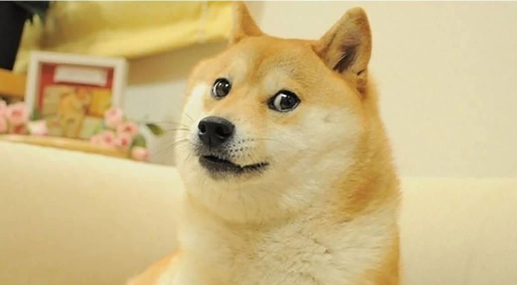 Musk presenta al perro Dogecoin como nuevo logo de Twitter