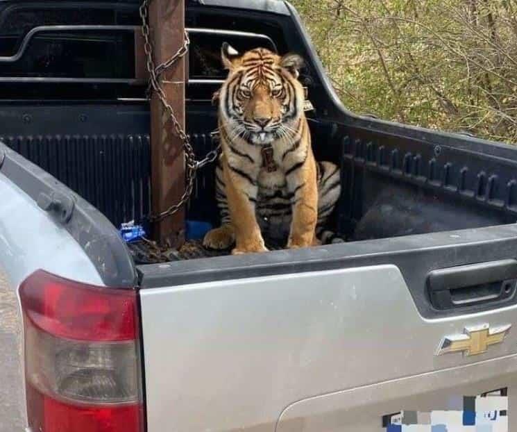 Rescatan a tigre de bengala en Culiacán