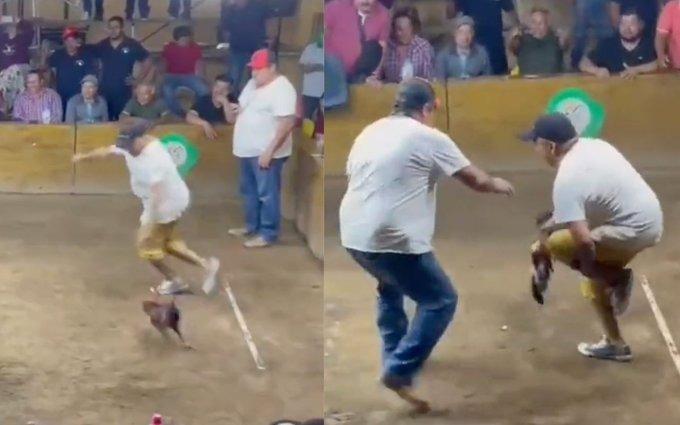 Gallo ataca a su propio dueño en palenque de Colima