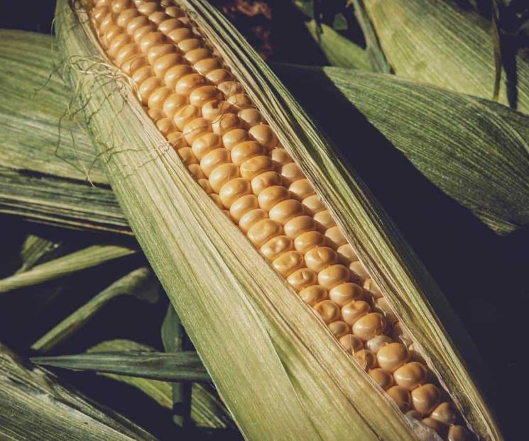 México sin elementos científicos de prohibición de maíz