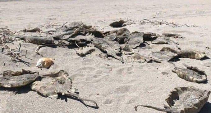 Aparecen rayas y mantarrayas muertas en playa de Sonora