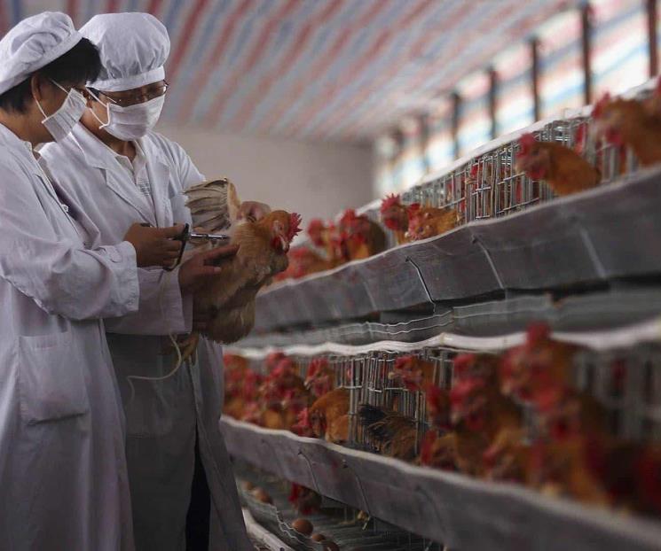 Reporta China primera muerte por gripe aviar H3N8