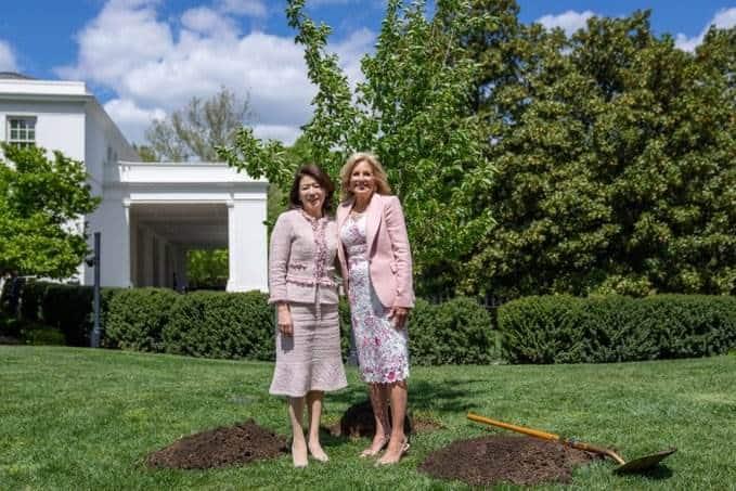 Con un cerezo conmemoran amistad entre EU y Japón