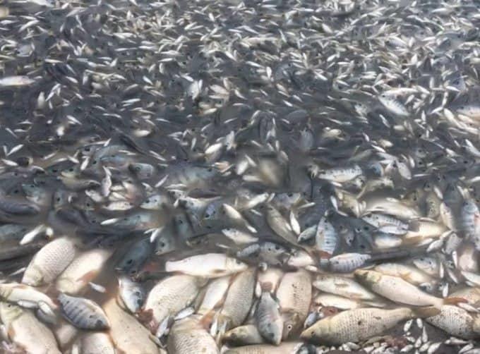Mueren miles de peces por sequía en laguna de Hidalgo