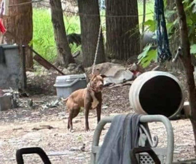 Clausuran criadero de perros clandestino en Monterrey