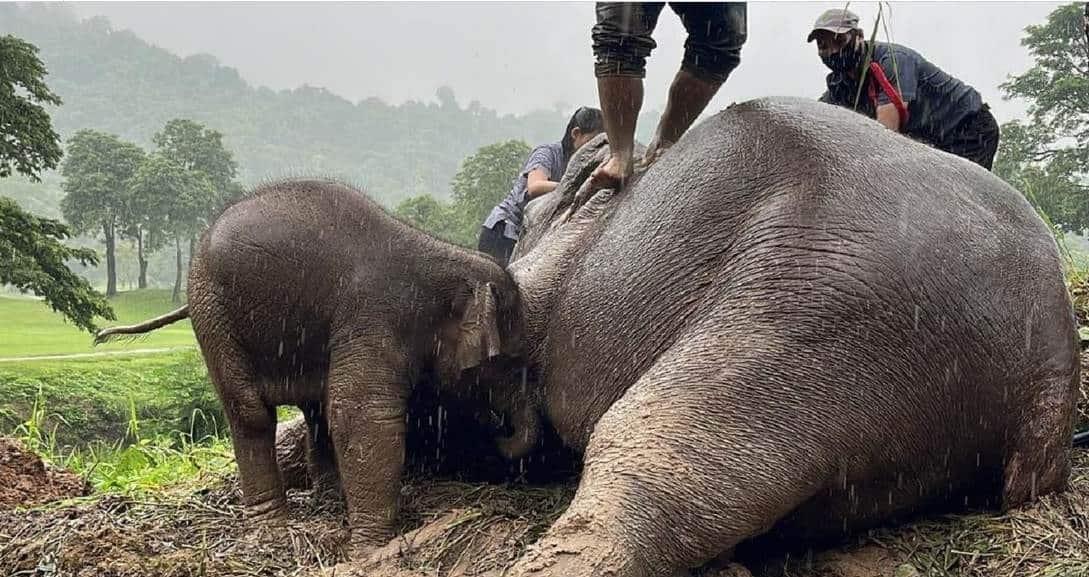 Agónico rescate de bebé elefante y su madre en Tailandia