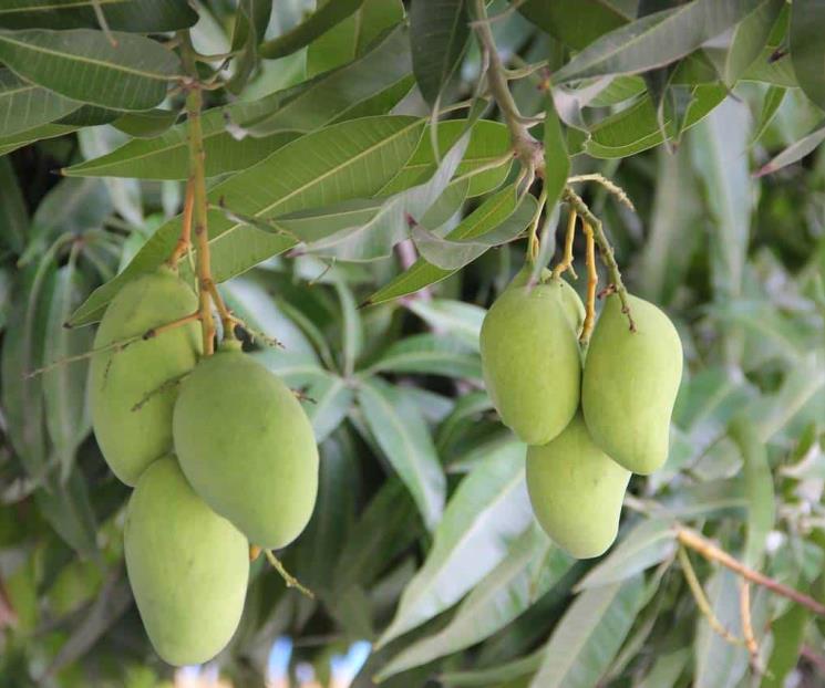 Conoce para qué sirve la infusión de hojas de mango