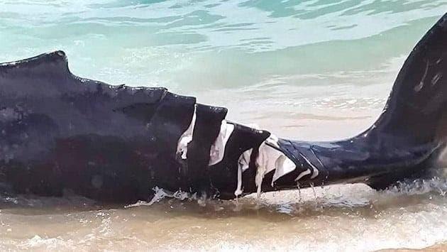 Condenan muerte de cría de ballena en Los Cabos
