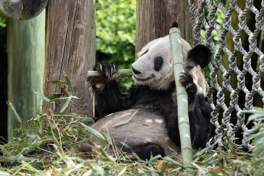 Regresa la panda Ya Ya a China