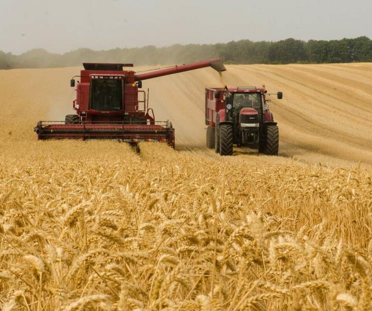 Precios de granos seguirán altos en 2023
