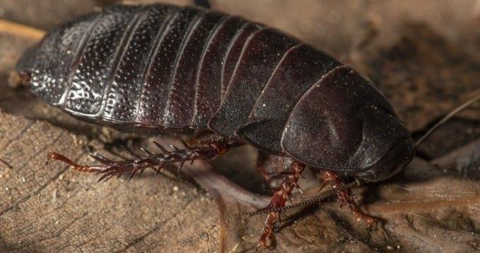 Estudiante de biología halla cucaracha que se creía extinta