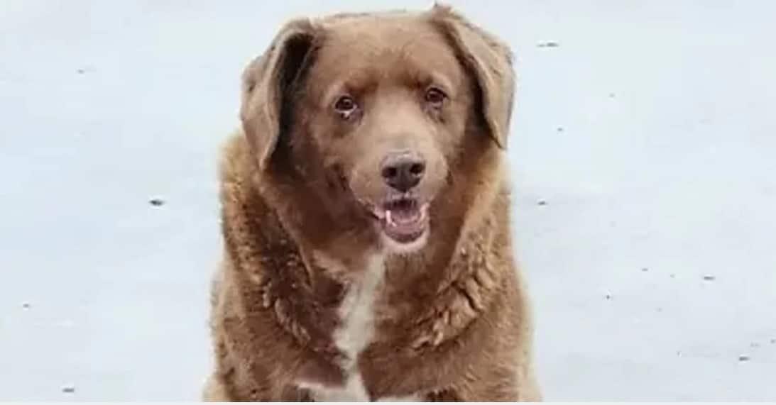 Bobi, el perro más viejo del mundo, cumple 31 años