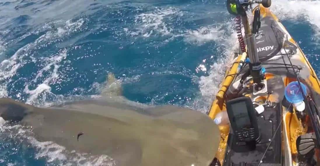 Pescador capta veloz ataque de tiburón tigre