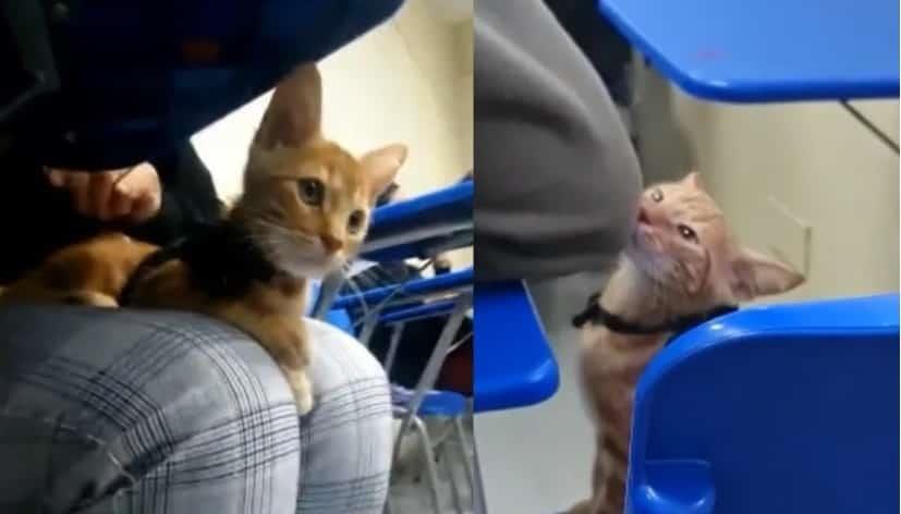 Otto, el gato que se hizo viral por entrar a clase en Chile
