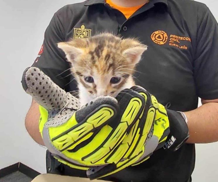 Rescatan gatitos en Monterrey; los darán en adopción