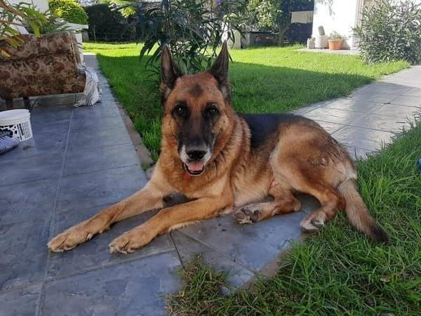 Perro vuelve a casa tras 10 meses perdido en Argentina