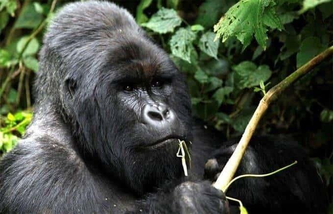 No hay evidencia de presencia de gorila en Villa Tezontepec