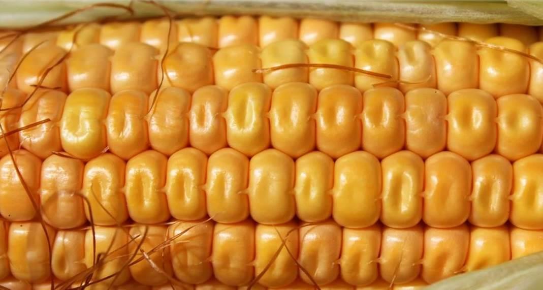 Alejadas, posiciones de México y EU sobre maíz transgénico