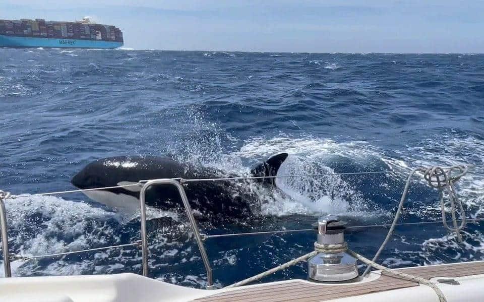 Revelan posible razón de ataques de orcas a embarcaciones
