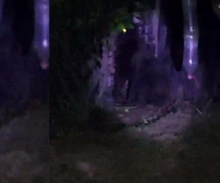 Gorila en Hidalgo nunca existió; esto dicen las autoridades