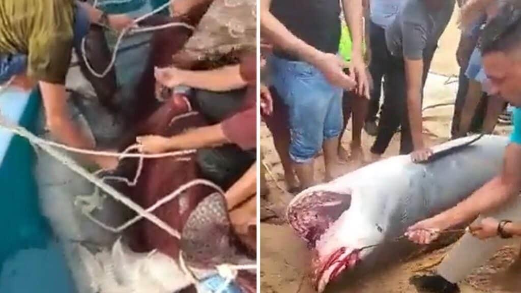 Tiburón mata a turista y autoridades lo cazan en Egipto