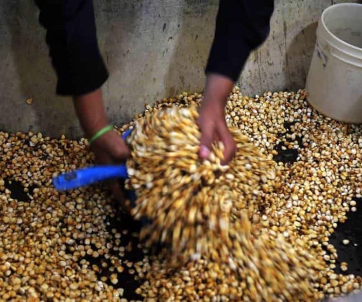 No aumentarán precios de garantía de maíz, trigo y sorgo