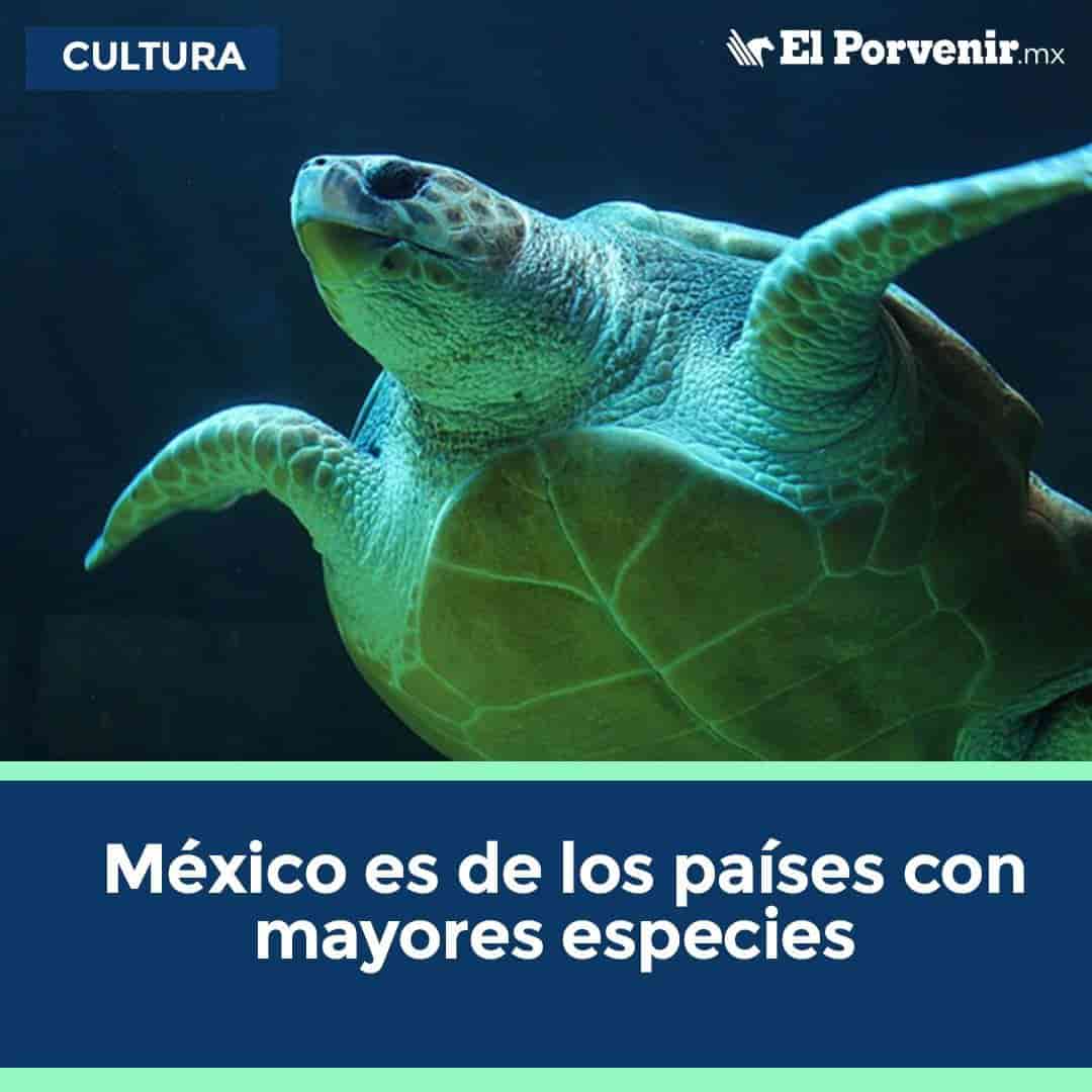 México es uno de los países con mayores especies de tortugas marinas en el mundo debido a que en las playas mexicanas llegan 6 de las 7 especies que existen el mundo: Lora, Colfina, Verde, Carey, Caguama y  Laúd.