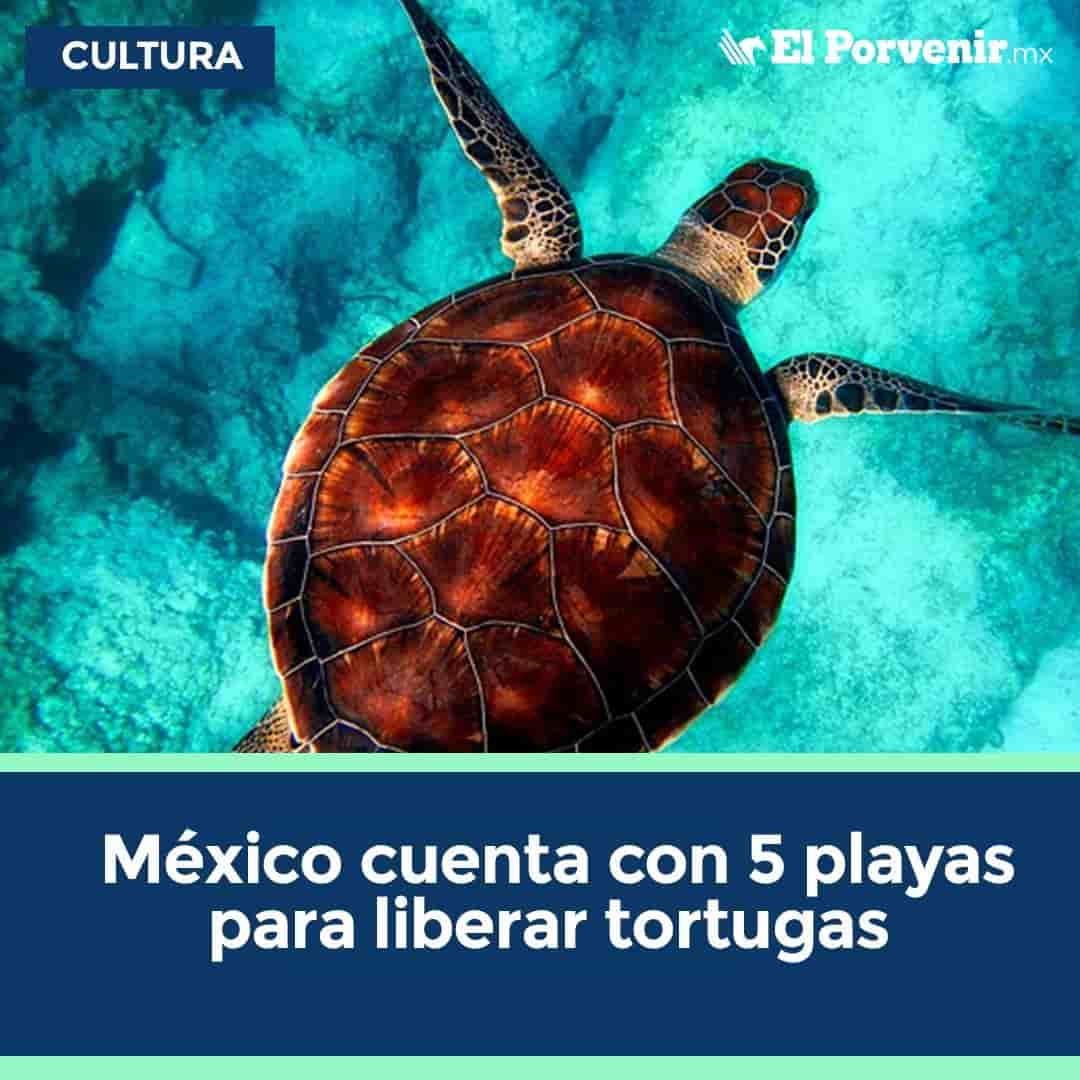 Hoy en día existen 5 playas en México donde se pueden liberar tortugas marinas y con ello apoyar de manera significativa a su preservación.Hotel Casa Magna Marriot – Puerto VallartaSantuario Vida Milenaria – Tecolutla, VeracruzPlaya Mazunte – OaxacaRiviera Maya – Quintana RooCampamento Tortuguero – Nuevo Vallarta
