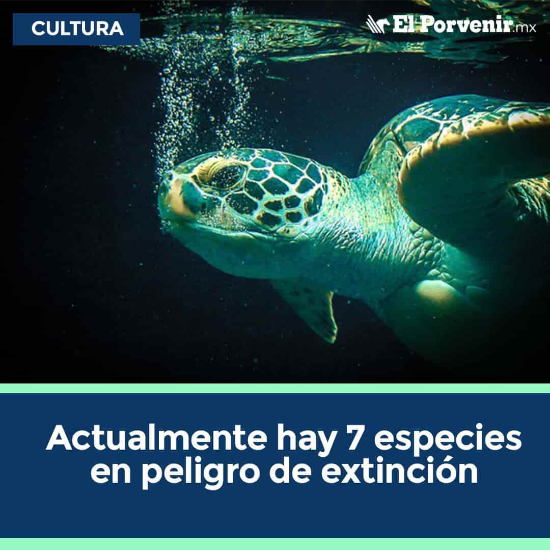 Actualmente la Unión Internacional para la Conservación de la Naturaleza enlista a 7 especies de tortugas marinas que están siendo amenazadas y que en México se encuentran en peligro de extinción.