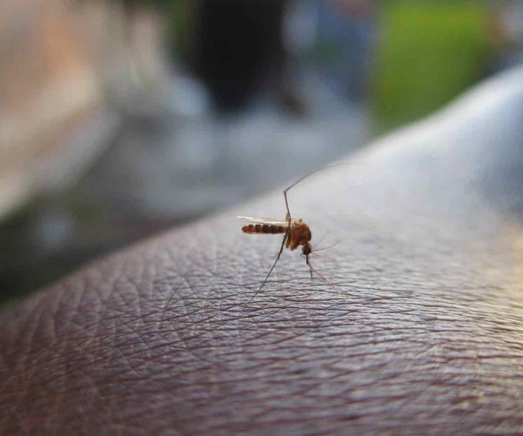 Azote del dengue en América crece en una tormenta perfecta