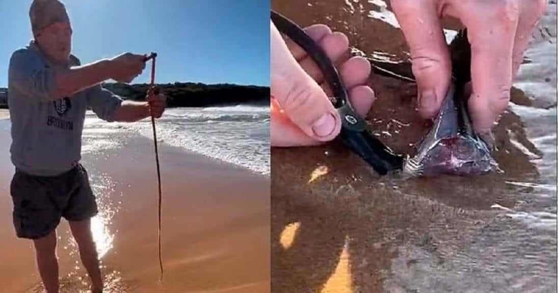 Hombre encuentra gusano gigante en playa de Australia