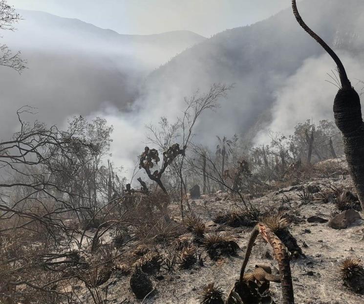Combaten incendios en la biósfera El Cielo en Tamaulipas