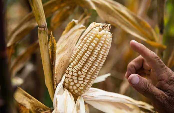 Vuelve impuesto a la importación de maíz