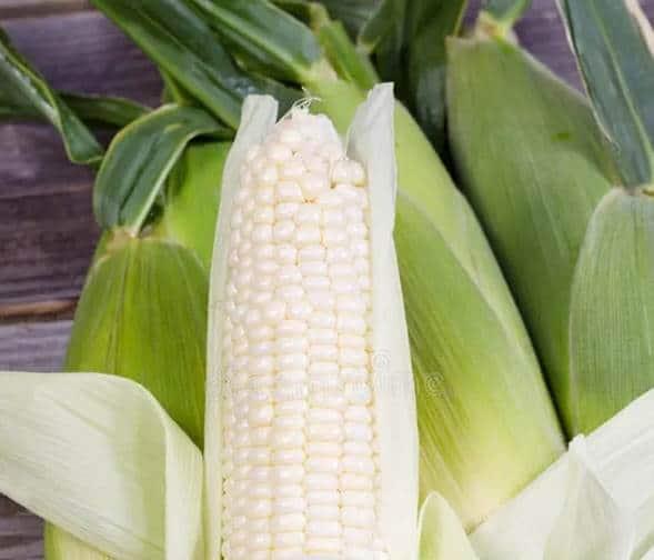 Impone México arancel del 50% a maíz blanco