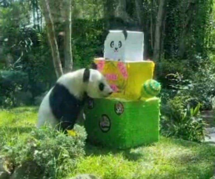 Con piñata y pastel Xin Xin panda celebra su cumpleaños 33