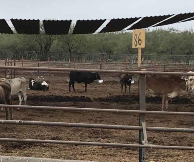 Prohibirán a ganaderos de la entidad exportar bovinos a EU