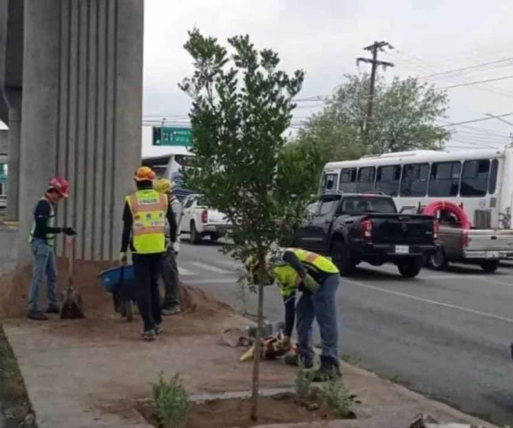 Plantarán 2 mil árboles en Línea 1 del Metro