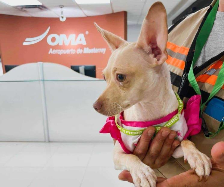 Perro olvidado en Aeropuerto de Monterrey va con su familia