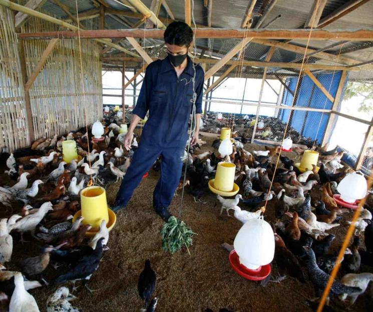 Advierte OMS que gripe aviar podría mutar e infectar humanos