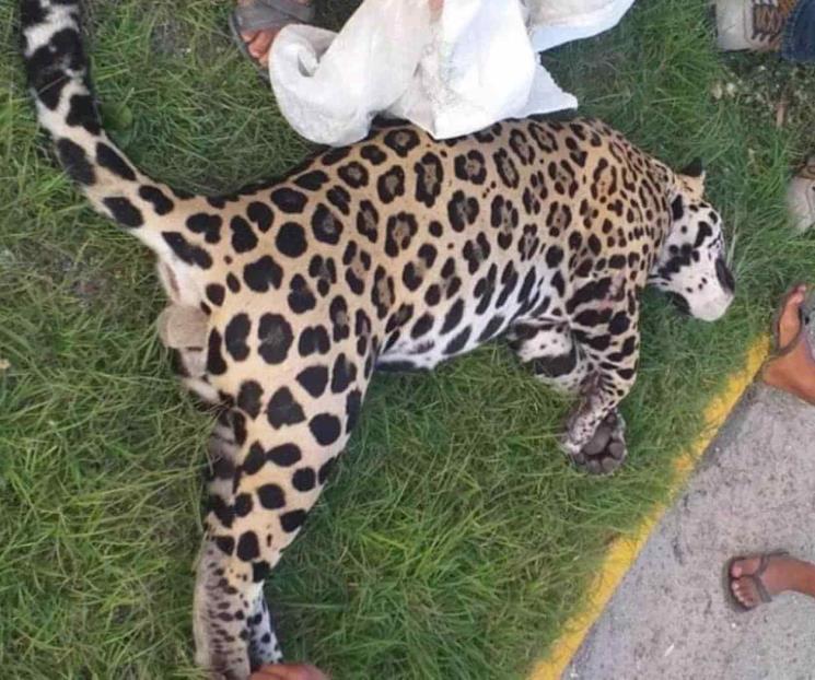 Atropellan a jaguar en la Carretera Cancún-Chetumal