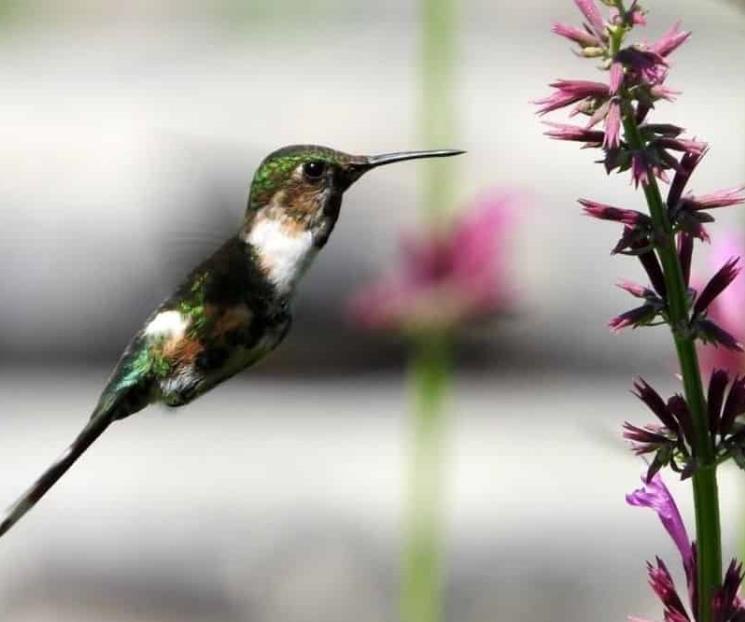 Avistan por primera vez 2 especies de colibríes