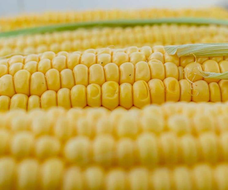 Reitera preocupaciones por medidas contra maíz transgénico