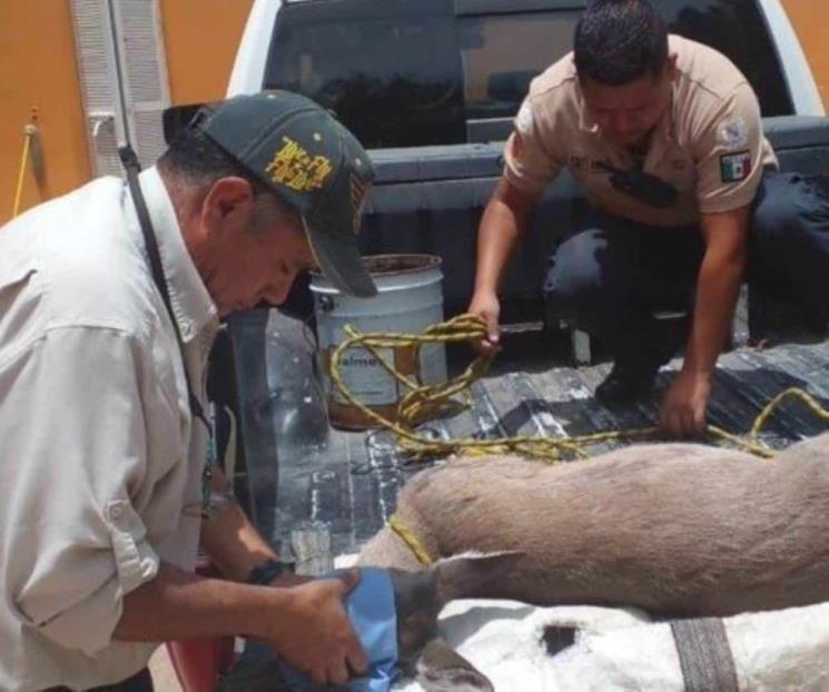 Venado muerto a pedradas en Guanajuato, especie en riesgo